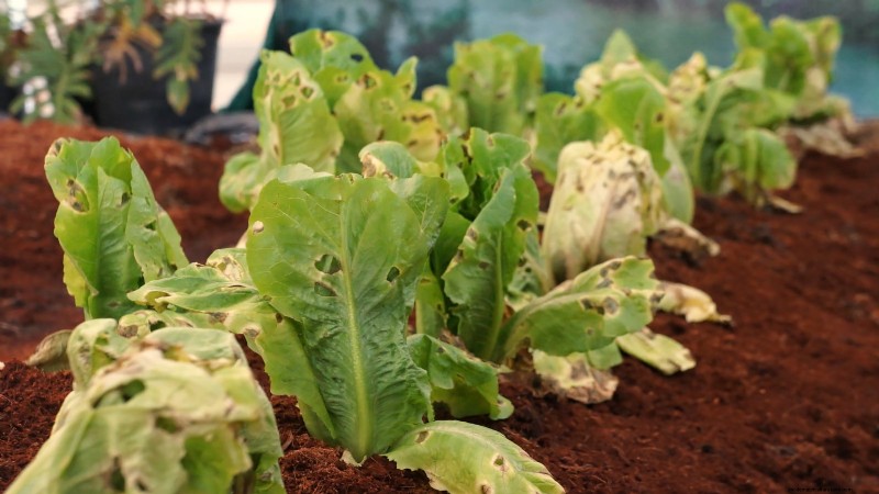 Romaine sla planten, kweken en verzorgen – een complete gids 