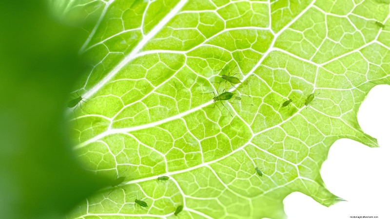 Romaine sla planten, kweken en verzorgen – een complete gids 