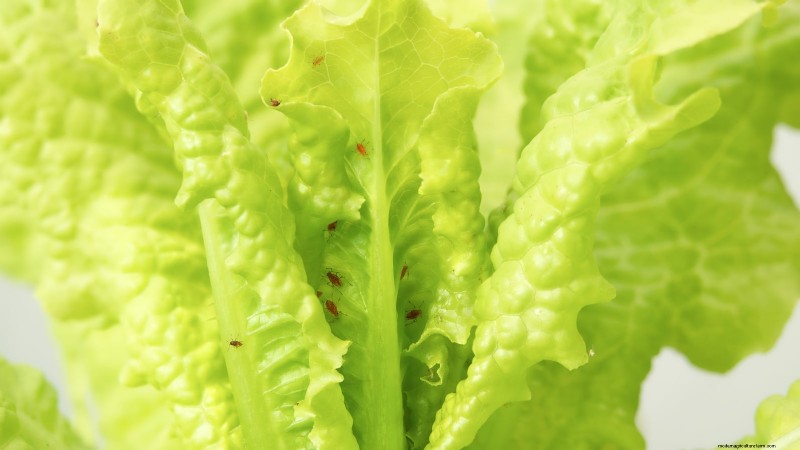 Romaine sla planten, kweken en verzorgen – een complete gids 