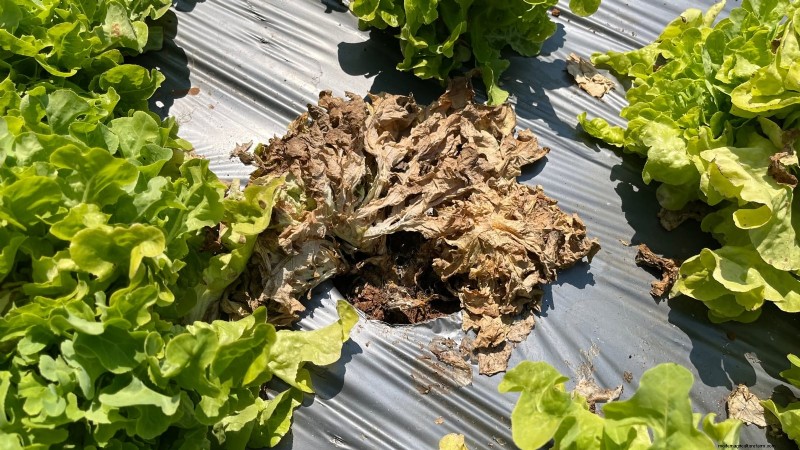 Romaine sla planten, kweken en verzorgen – een complete gids 