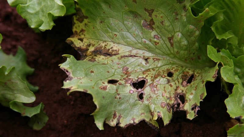 Romaine sla planten, kweken en verzorgen – een complete gids 