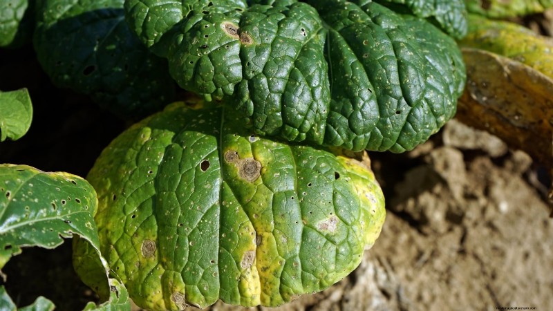 Romaine sla planten, kweken en verzorgen – een complete gids 