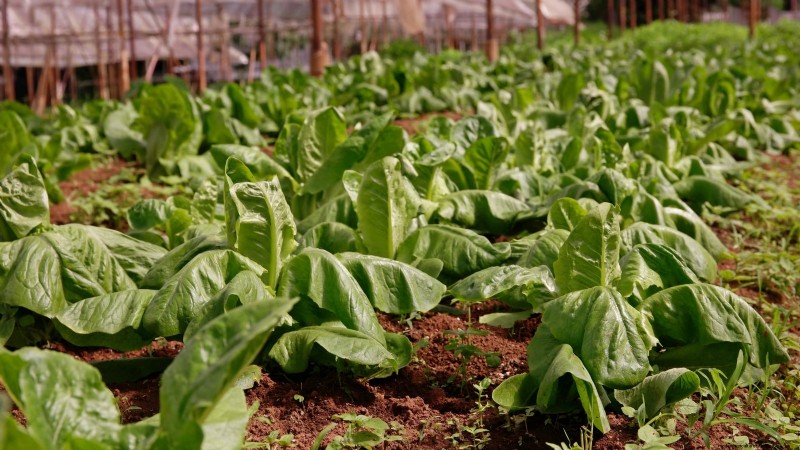 Romaine sla planten, kweken en verzorgen – een complete gids 