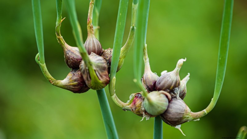 Loop je weg naar verse uien:een complete gids voor het planten, kweken en verzorgen van lopende uien 