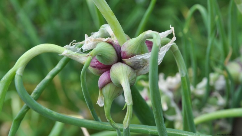 Loop je weg naar verse uien:een complete gids voor het planten, kweken en verzorgen van lopende uien 