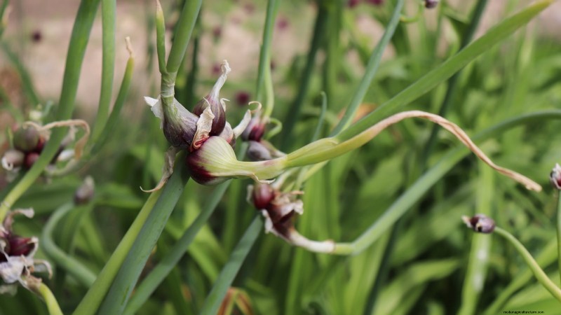 Loop je weg naar verse uien:een complete gids voor het planten, kweken en verzorgen van lopende uien 