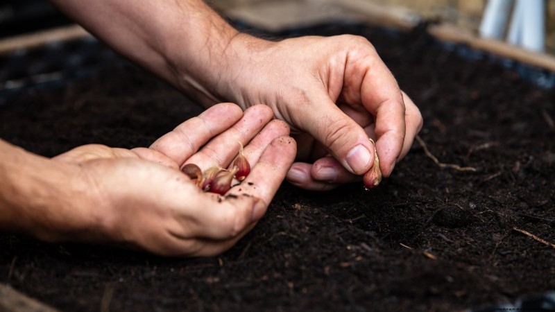 Loop je weg naar verse uien:een complete gids voor het planten, kweken en verzorgen van lopende uien 