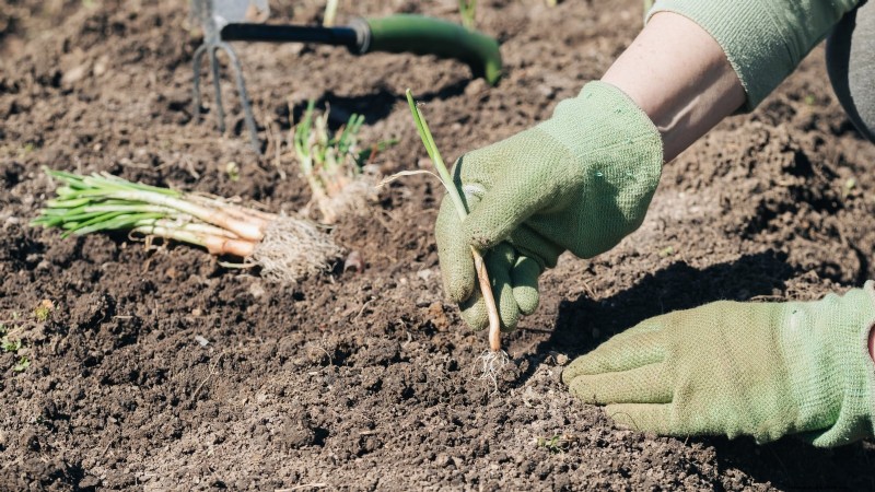 Loop je weg naar verse uien:een complete gids voor het planten, kweken en verzorgen van lopende uien 