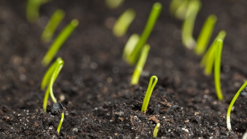 Loop je weg naar verse uien:een complete gids voor het planten, kweken en verzorgen van lopende uien 