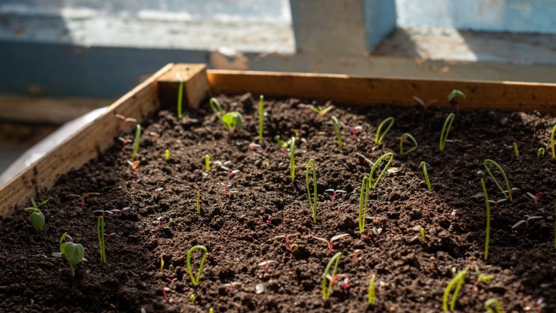 Loop je weg naar verse uien:een complete gids voor het planten, kweken en verzorgen van lopende uien 