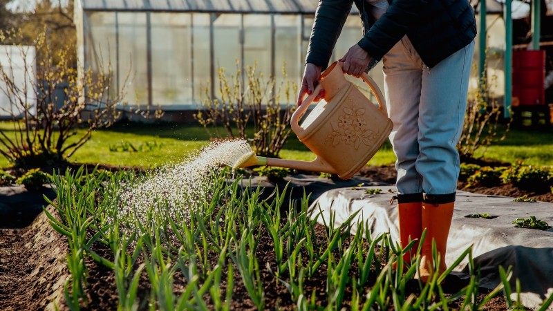 Loop je weg naar verse uien:een complete gids voor het planten, kweken en verzorgen van lopende uien 
