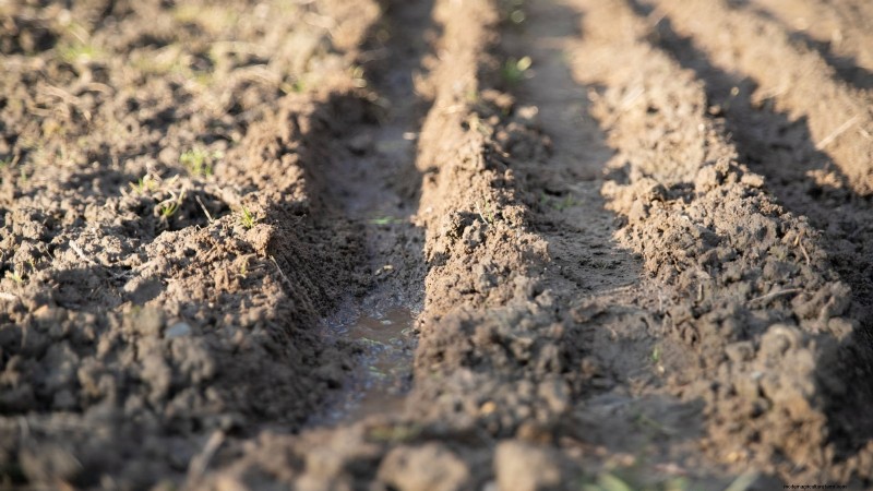 Loop je weg naar verse uien:een complete gids voor het planten, kweken en verzorgen van lopende uien 