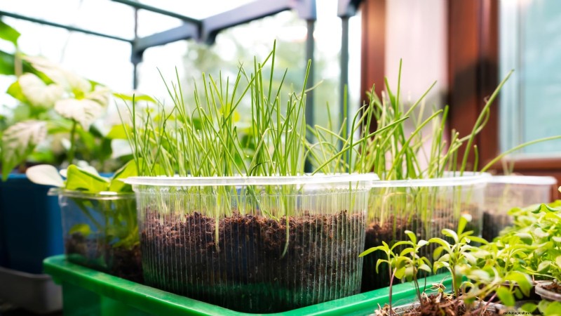 Loop je weg naar verse uien:een complete gids voor het planten, kweken en verzorgen van lopende uien 