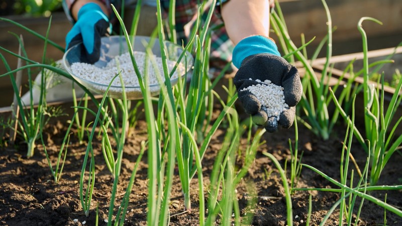Loop je weg naar verse uien:een complete gids voor het planten, kweken en verzorgen van lopende uien 