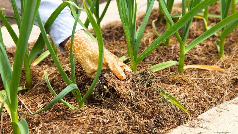 Loop je weg naar verse uien:een complete gids voor het planten, kweken en verzorgen van lopende uien 