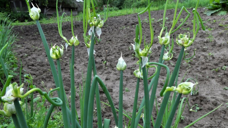 Loop je weg naar verse uien:een complete gids voor het planten, kweken en verzorgen van lopende uien 