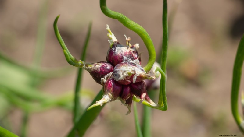 Loop je weg naar verse uien:een complete gids voor het planten, kweken en verzorgen van lopende uien 
