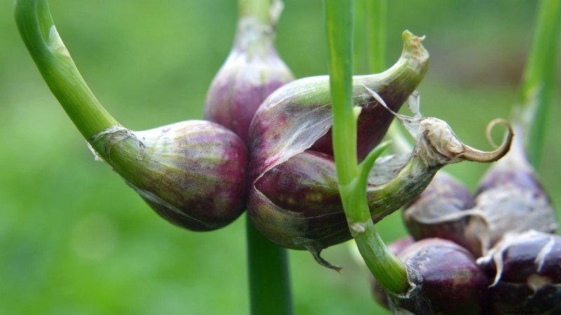 Loop je weg naar verse uien:een complete gids voor het planten, kweken en verzorgen van lopende uien 