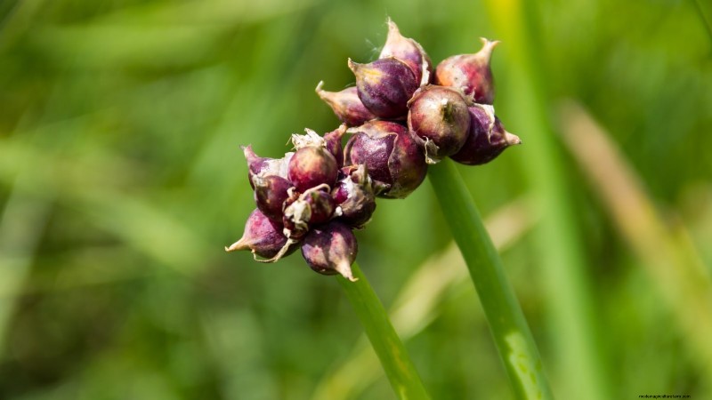 Loop je weg naar verse uien:een complete gids voor het planten, kweken en verzorgen van lopende uien 