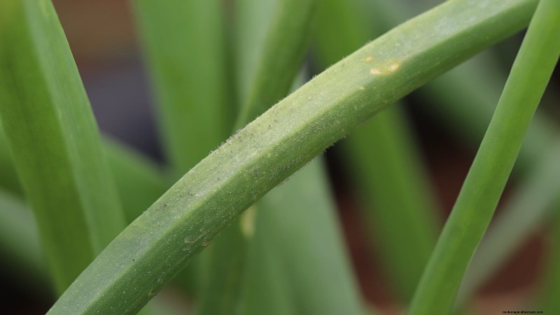 Loop je weg naar verse uien:een complete gids voor het planten, kweken en verzorgen van lopende uien 
