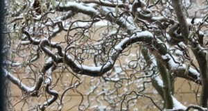 Corylus avellana  Contorta :een uitgebreide gids voor de gedraaide hazelnootboom 