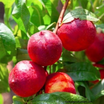 Hoe fruitbomen te verdunnen:een beginnershandleiding voor grotere, betere en gezondere oogsten 