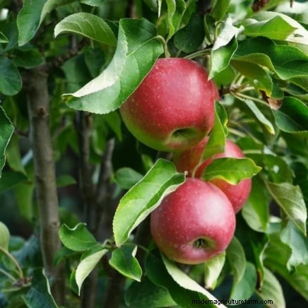 Hoe fruitbomen te verdunnen:een beginnershandleiding voor grotere, betere en gezondere oogsten 