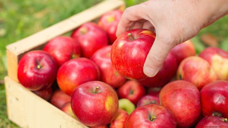 Hoe fruitbomen te verdunnen:een beginnershandleiding voor grotere, betere en gezondere oogsten 