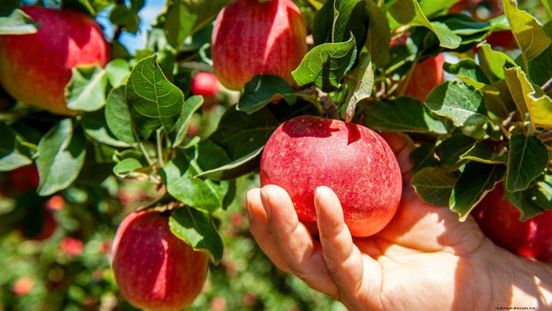 Hoe fruitbomen te verdunnen:een beginnershandleiding voor grotere, betere en gezondere oogsten 
