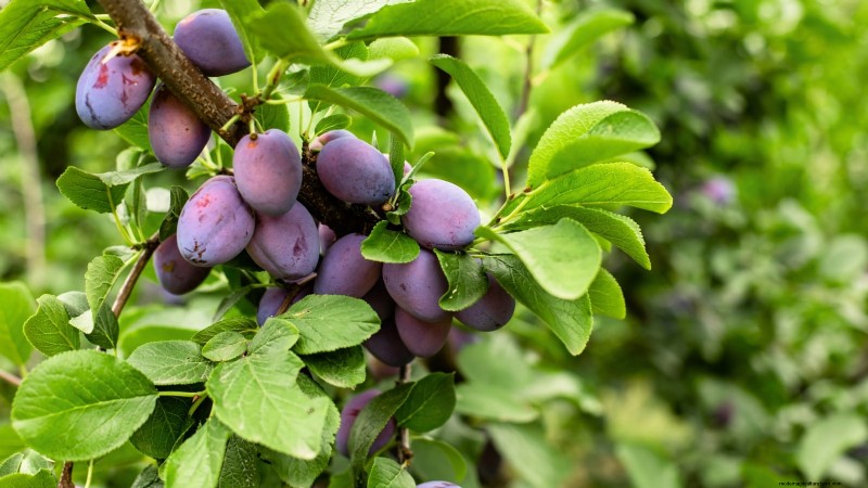 Hoe fruitbomen te verdunnen:een beginnershandleiding voor grotere, betere en gezondere oogsten 