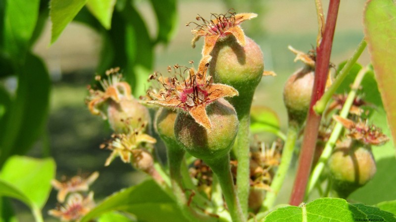 Hoe fruitbomen te verdunnen:een beginnershandleiding voor grotere, betere en gezondere oogsten 