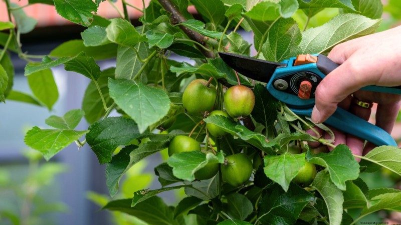 Hoe fruitbomen te verdunnen:een beginnershandleiding voor grotere, betere en gezondere oogsten 