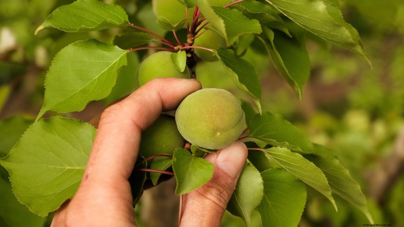 Hoe fruitbomen te verdunnen:een beginnershandleiding voor grotere, betere en gezondere oogsten 
