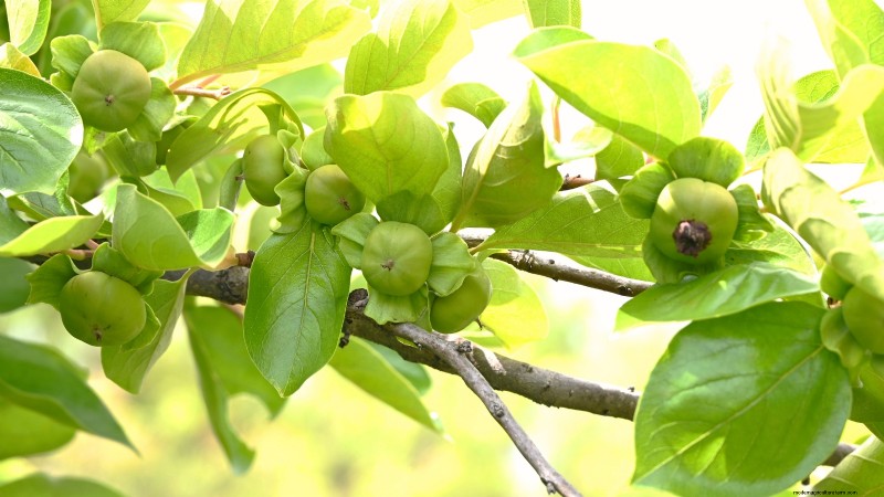Hoe fruitbomen te verdunnen:een beginnershandleiding voor grotere, betere en gezondere oogsten 