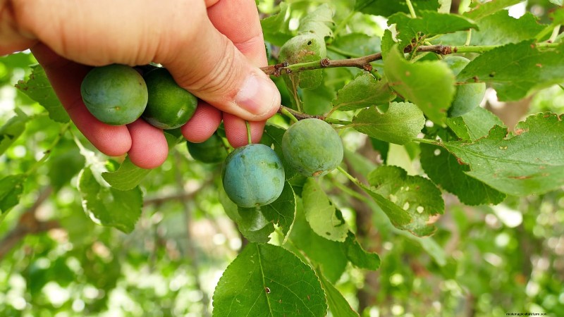 Hoe fruitbomen te verdunnen:een beginnershandleiding voor grotere, betere en gezondere oogsten 