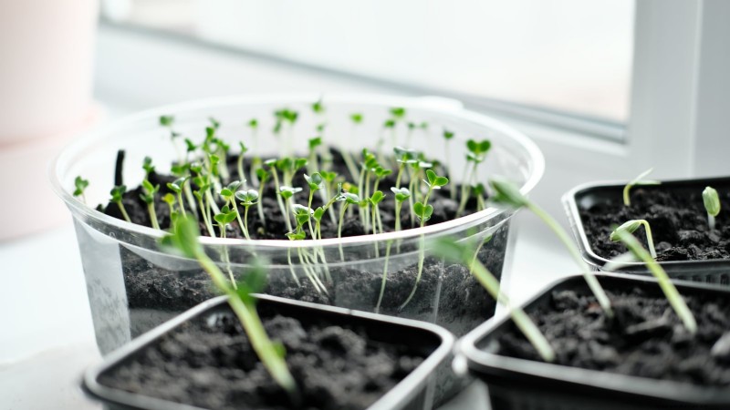 Culture du cresson en intérieur :17 étapes expertes pour des légumes verts frais et nutritifs 