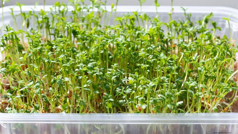 Culture du cresson en intérieur :17 étapes expertes pour des légumes verts frais et nutritifs 