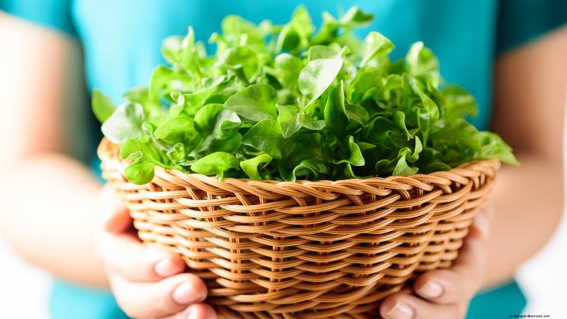Culture du cresson en intérieur :17 étapes expertes pour des légumes verts frais et nutritifs 