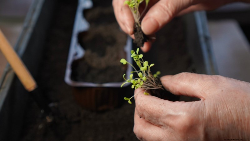 Culture du cresson en intérieur :17 étapes expertes pour des légumes verts frais et nutritifs 