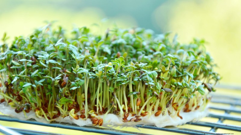 Culture du cresson en intérieur :17 étapes expertes pour des légumes verts frais et nutritifs 