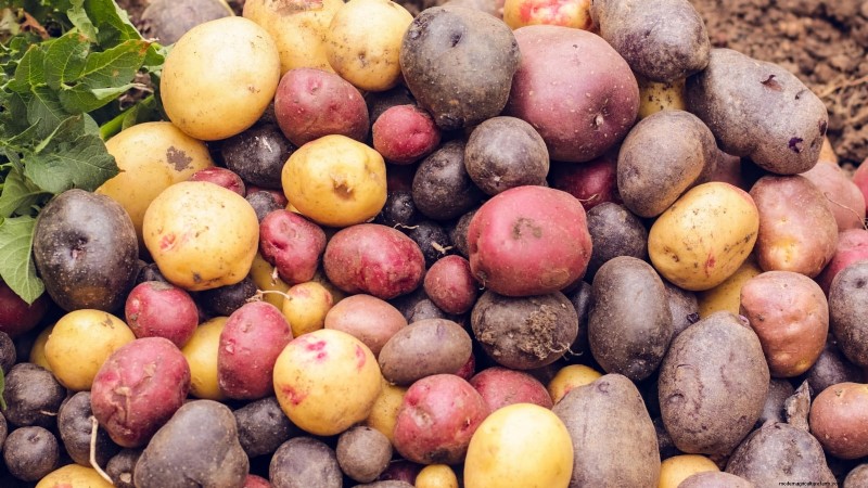 Cultivez des plants de pommes de terre à l intérieur :un guide pratique pour la culture de pommes de terre en intérieur 