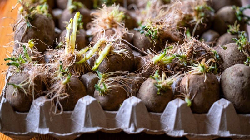 Cultivez des plants de pommes de terre à l intérieur :un guide pratique pour la culture de pommes de terre en intérieur 