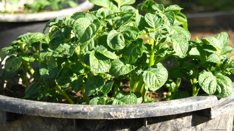 Cultivez des plants de pommes de terre à l intérieur :un guide pratique pour la culture de pommes de terre en intérieur 