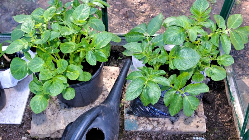 Cultivez des plants de pommes de terre à l intérieur :un guide pratique pour la culture de pommes de terre en intérieur 