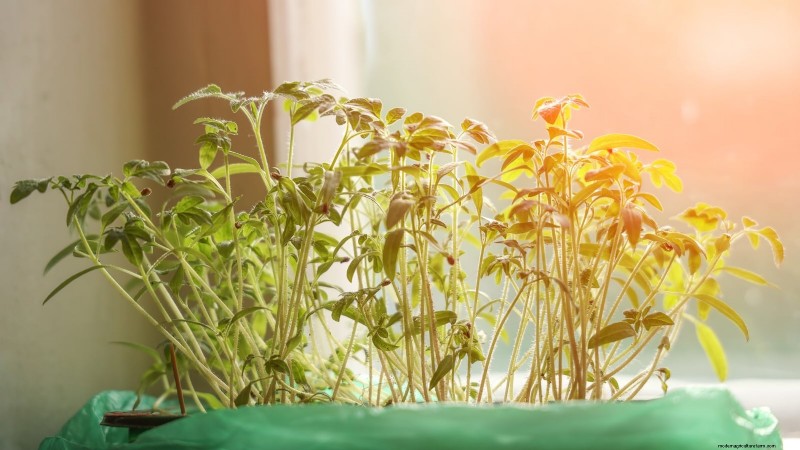 Problèmes courants liés aux semis de tomates et solutions d experts :11 solutions éprouvées 