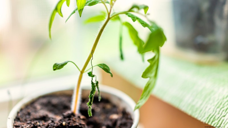 Problèmes courants liés aux semis de tomates et solutions d experts :11 solutions éprouvées 