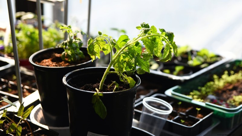 Problèmes courants liés aux semis de tomates et solutions d experts :11 solutions éprouvées 