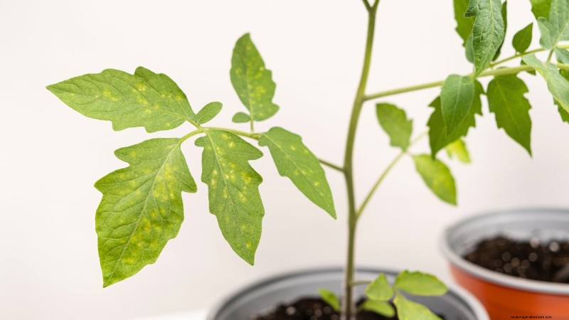 Problèmes courants liés aux semis de tomates et solutions d experts :11 solutions éprouvées 