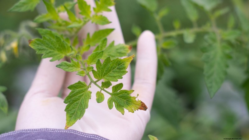 Problèmes courants liés aux semis de tomates et solutions d experts :11 solutions éprouvées 