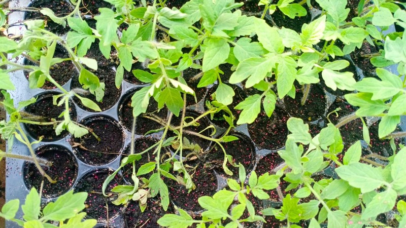 Problèmes courants liés aux semis de tomates et solutions d experts :11 solutions éprouvées 